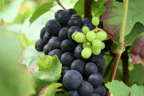 The Monopole and the Mosaic: Two Philosophies of Terroir - December 2025