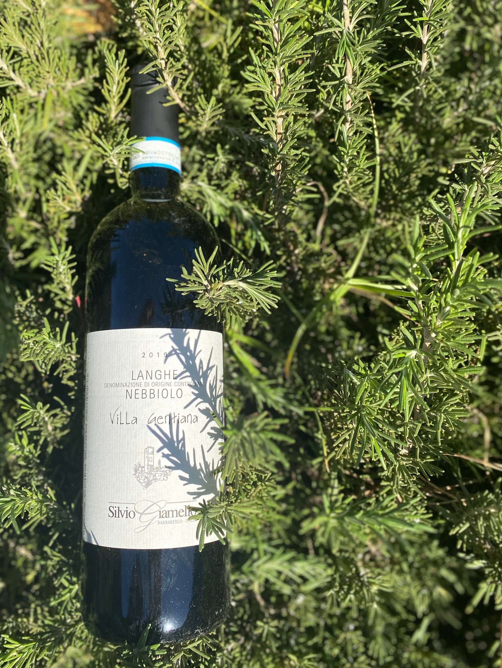 A First Taste of 2019 Nebbiolo from Barbaresco