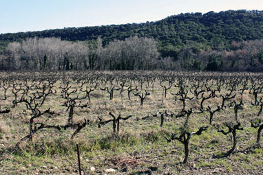 Beautiful, Natural Grenache: Gramenon 2019S