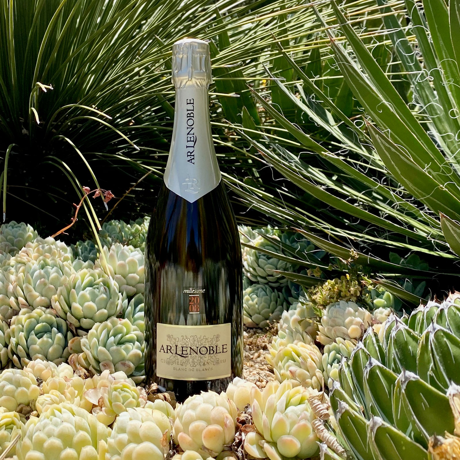 A.R. Lenoble: Chardonnay, Specialized