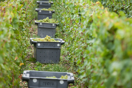 The Texture of Time: Two approaches to aging Champagne (April 2025)