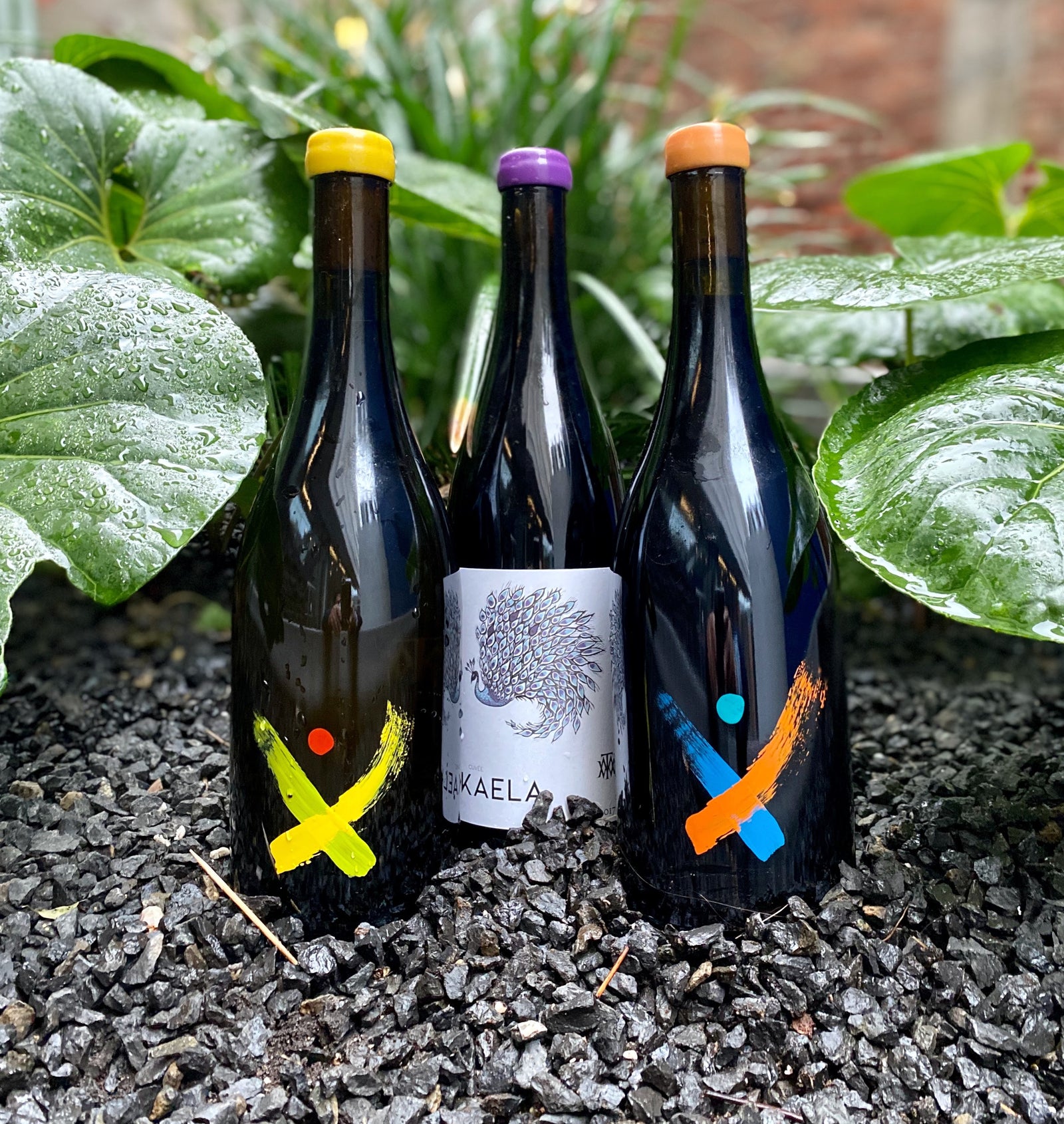 Matt Taylor Wines : The Rugged Beauty of the West Sonoma Coast