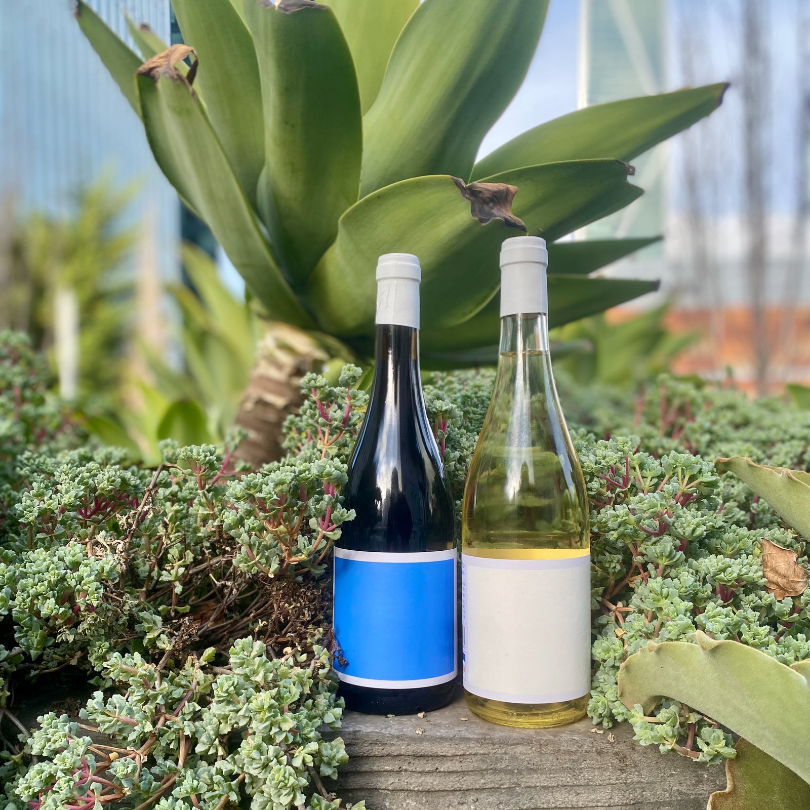 Morgado do Quintao: Coastal Wines from Southern Portugal