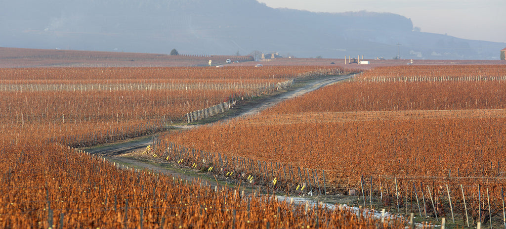 Extra Brut Champagne Club – October 2025