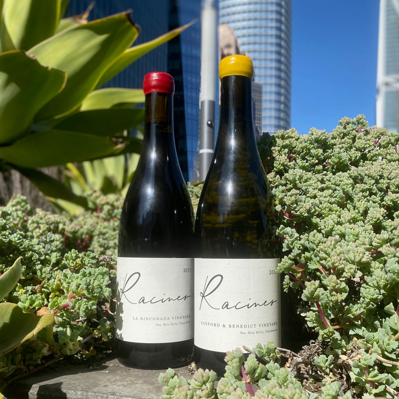 Racines: California meets Burgundy in the Santa Rita Hills