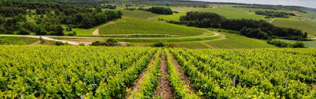 The many sides of Chardonnay: a study of terroir and style (November 2024)