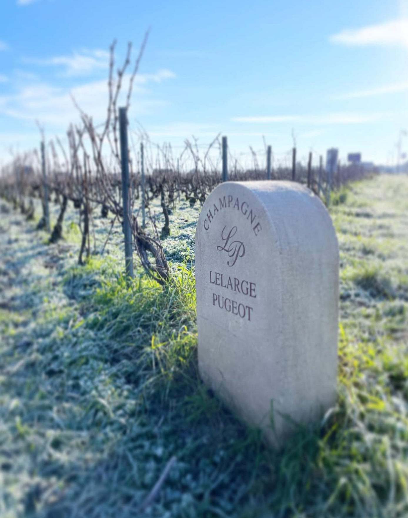 Champagne Lelarge-Pugeot: Tradition, Terroir, and the Rise of Meunier