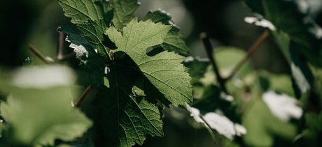 Two Champagne Regions Face Off: The Marne vs. The Côte des Blancs - November 2025