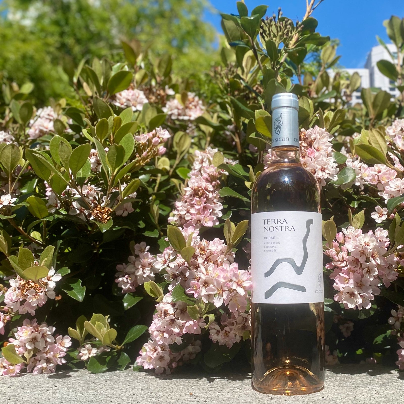 Rosé Season Premier: Terra Nostra is Here!