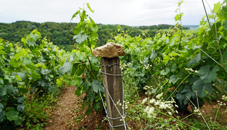 Champagne & Time: The Role of Lees Aging in This Month’s Bottles (March 2025)