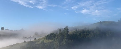 Hirsch Vineyards: The Highlight of Sonoma Coast