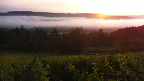 What Should a Bottle of Champagne Capture? - June 2026