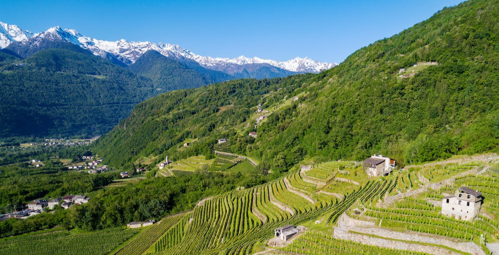 Landscape photo of hillside vineyards in Lombary, Italy wine region.