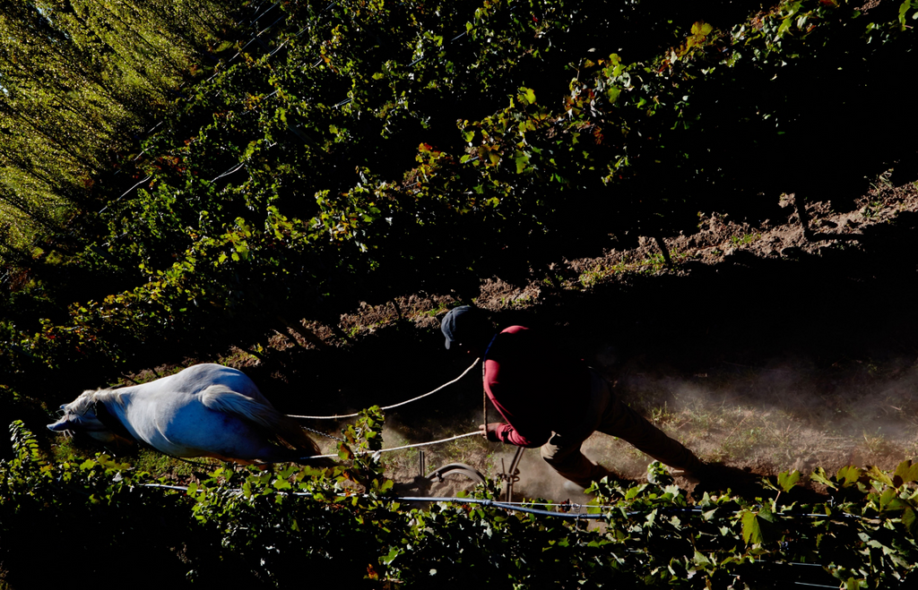 Bottle of An evening with Piero Incisa della Rocchetta of Bodegas Chacra - 9/10/25-Event-Flatiron SF