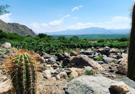 Landscape photo of the Finca Alto Los Cuises Vineyard in the high arid desert of Cafayate wine region.