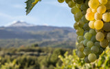 Bottle of Italian Icons Store-Wide Tasting - 9/9/25-Event-Flatiron SF