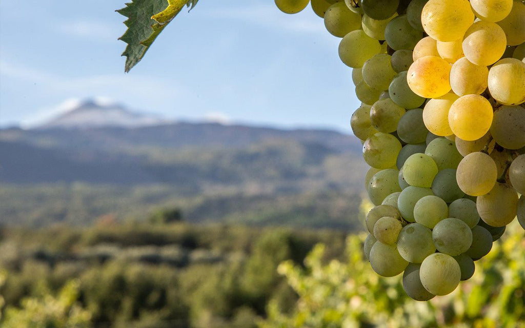 Bottle of Italian Icons Store-Wide Tasting - 9/9/25-Event-Flatiron SF