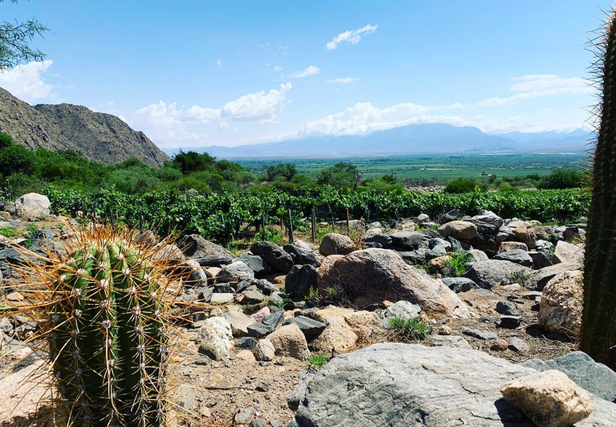 Landscape photo of the Finca Alto Los Cuises Vineyard in the high arid desert of Cafayate wine region.