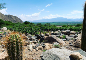 Landscape photo of the Finca Alto Los Cuises Vineyard in the high arid desert of Cafayate wine region.